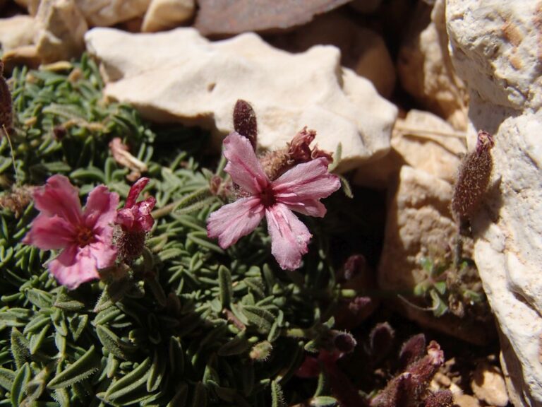 Saponaria pumilio photo 1