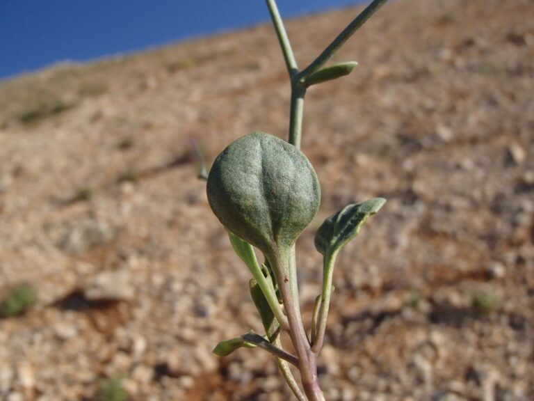 Heldreichia bupleurifolia Boiss. var. subtriloba Boiss. photo 3