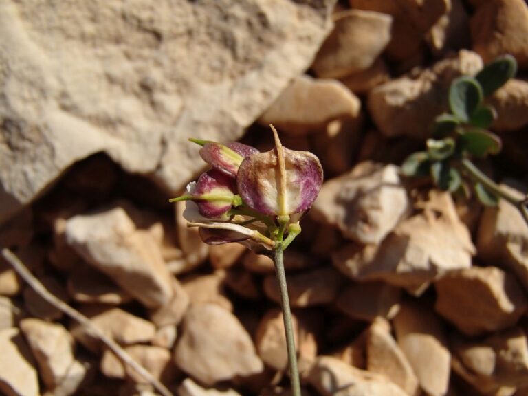 Heldreichia bupleurifolia Boiss. var. subtriloba Boiss. photo 4