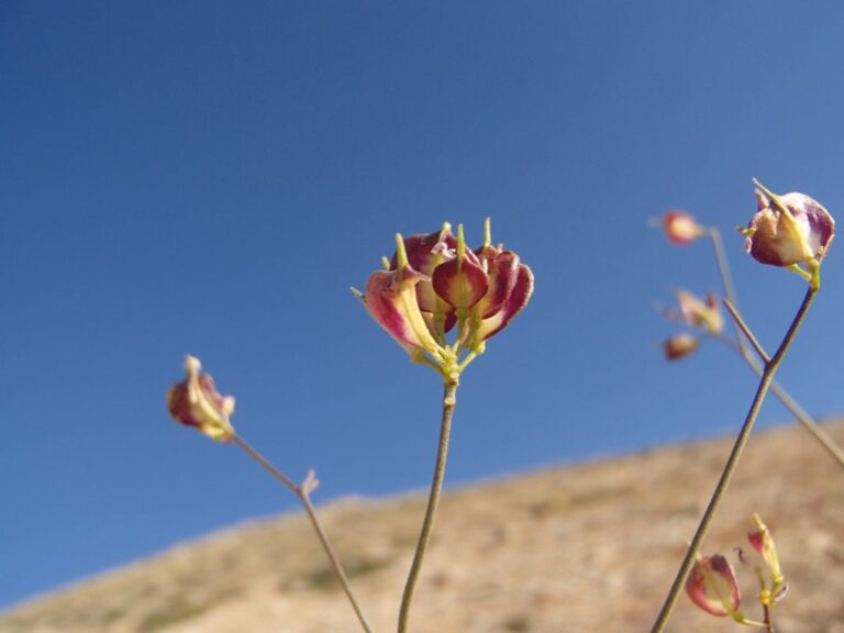 Heldreichia bupleurifolia Boiss. var. subtriloba Boiss. photo 6