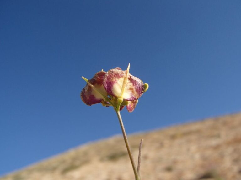 Heldreichia bupleurifolia Boiss. var. subtriloba Boiss. photo 1