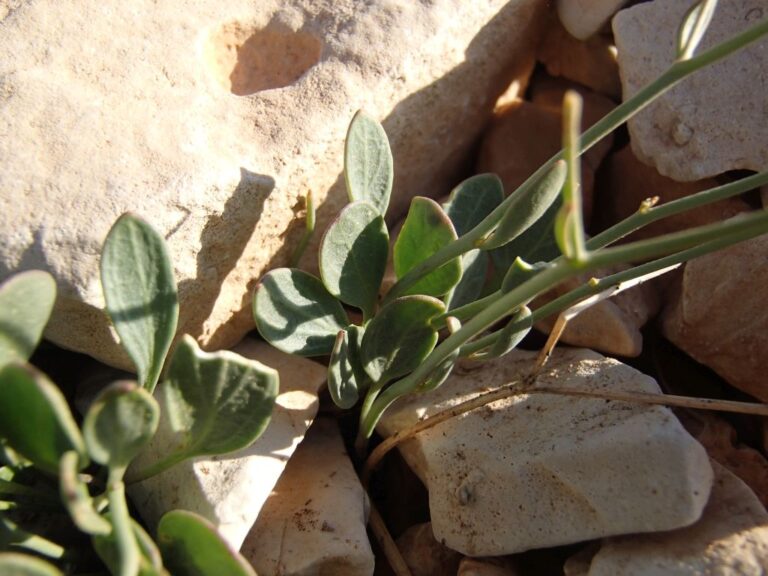 Heldreichia bupleurifolia Boiss. var. subtriloba Boiss. photo 2