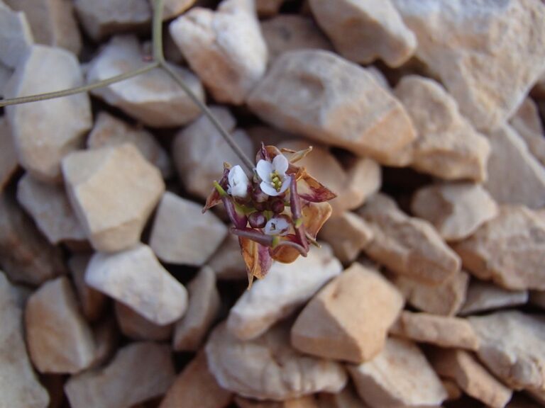 Heldreichia bupleurifolia Boiss. var. subtriloba Boiss. photo 5