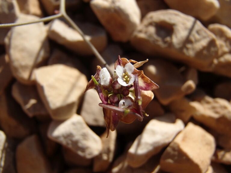 Heldreichia bupleurifolia Boiss. var. subtriloba Boiss. photo 0