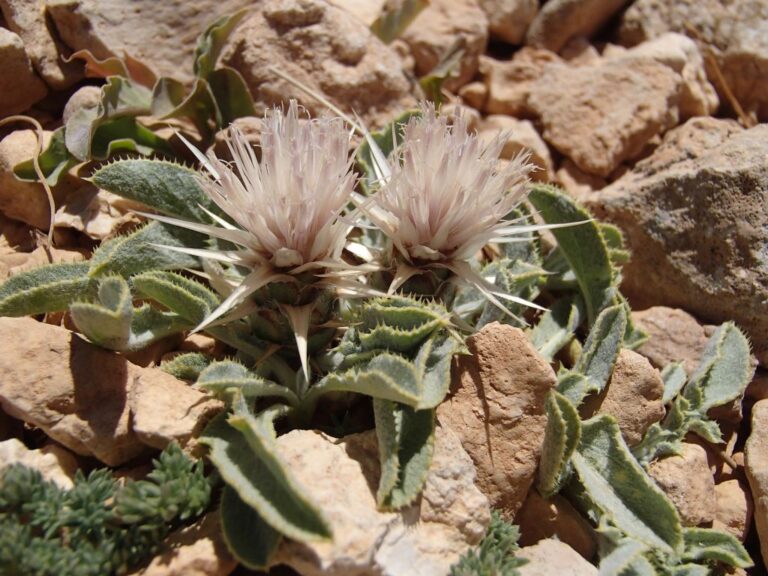 Myopordon pulchellum (Winkler & Barbey) Wagenitz photo 4