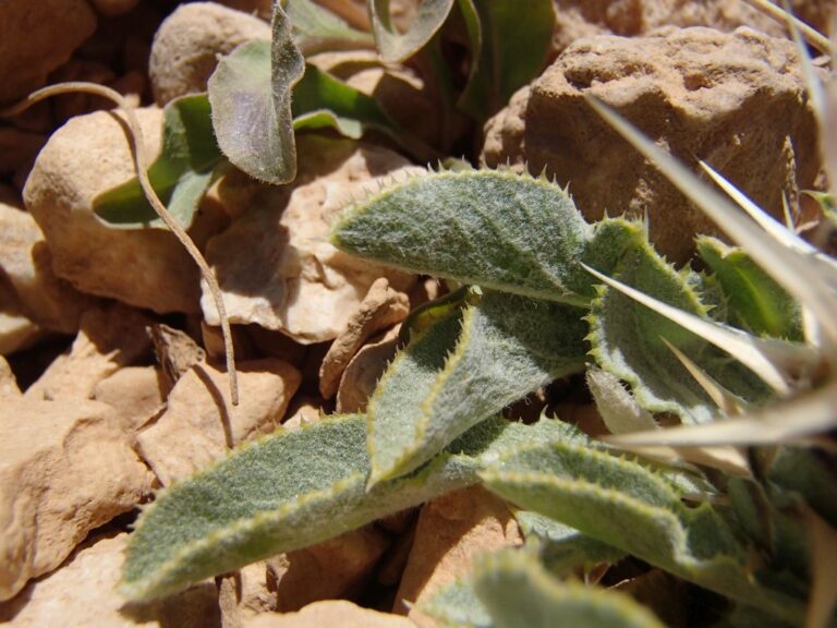 Myopordon pulchellum (Winkler & Barbey) Wagenitz photo 3