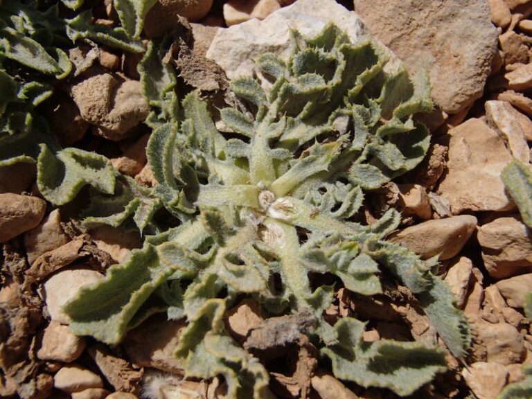 Myopordon pulchellum (Winkler & Barbey) Wagenitz photo 1