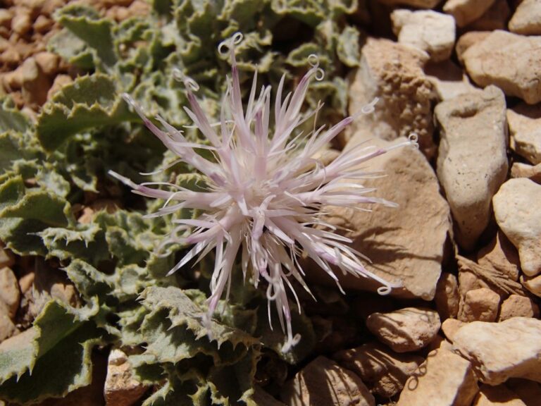Myopordon pulchellum (Winkler & Barbey) Wagenitz photo 0