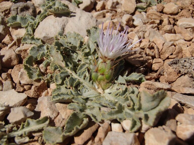 Myopordon pulchellum (Winkler & Barbey) Wagenitz photo 2