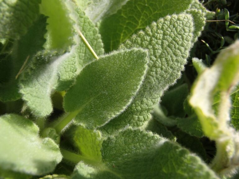 Stachys ehrenbergii Boiss. photo 4