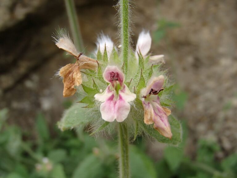 Stachys ehrenbergii Boiss. photo 3