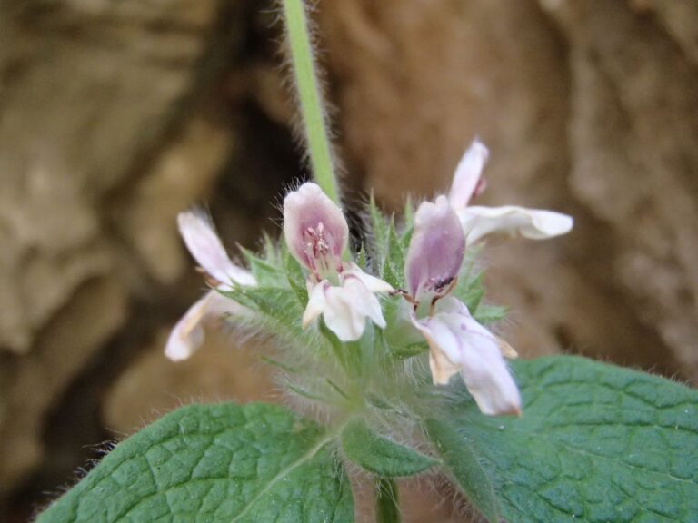 Stachys ehrenbergii Boiss. photo 2