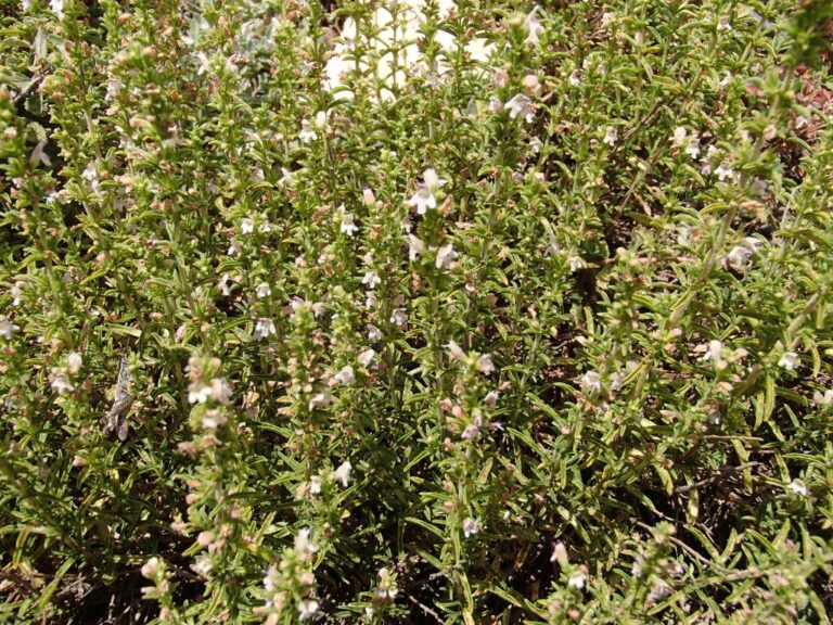 Satureja cuneifolia Ten. photo 1