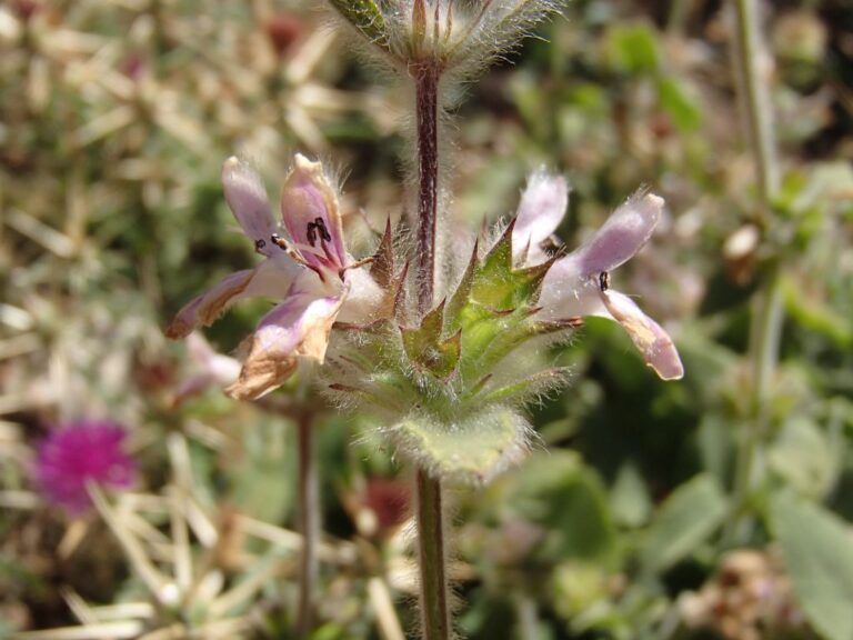 Stachys ehrenbergii Boiss. photo 1