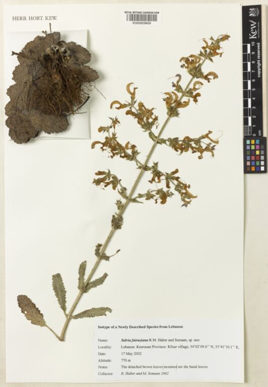 Salvia fairuziana R.M.Haber & Semaan photo 0
