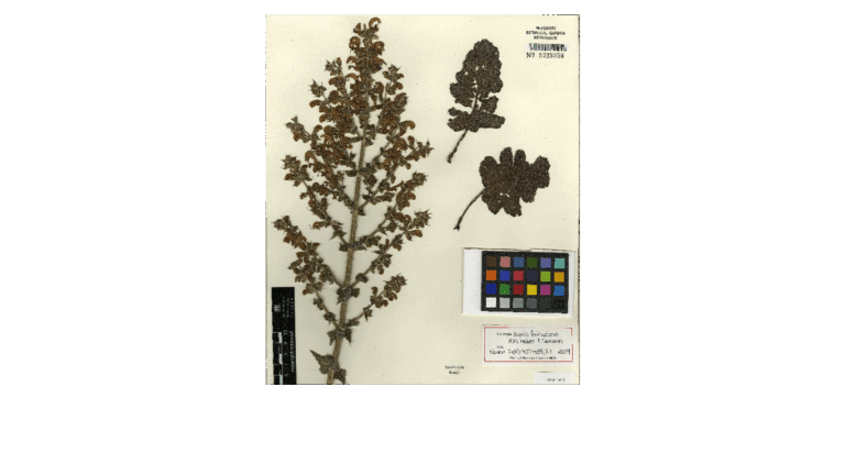 Salvia fairuziana R.M.Haber & Semaan photo 1