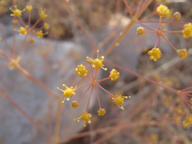 Newly recorded for the vascular flora of Lebanon: Ferula biverticellata J photo 5
