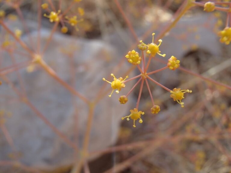 Newly recorded for the vascular flora of Lebanon: Ferula biverticellata J photo 6