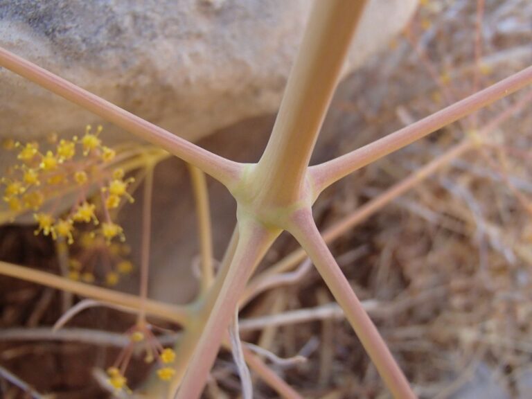 Newly recorded for the vascular flora of Lebanon: Ferula biverticellata J photo 3