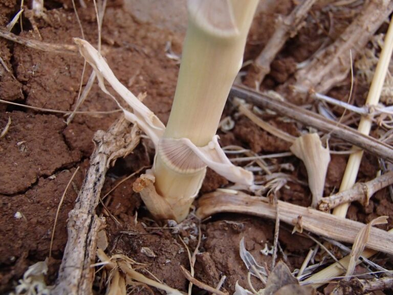 Newly recorded for the vascular flora of Lebanon: Ferula biverticellata J photo 2
