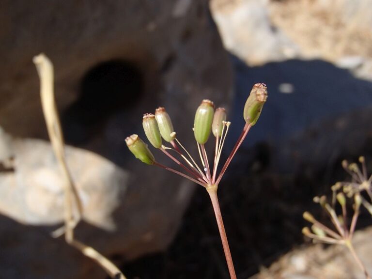 Newly recorded for the vascular flora of Lebanon: Ferula biverticellata J photo 1