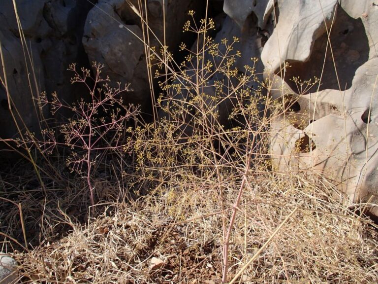 Newly recorded for the vascular flora of Lebanon: Ferula biverticellata J photo 4