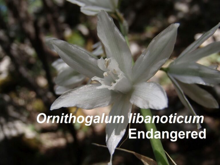 First comprehensive IUCN Red List assessment of 100 endemic species of the flora of Lebanon photo 1
