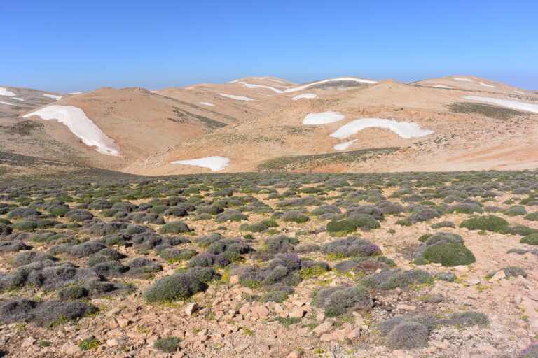 Important Plant Areas in Lebanon photo 3