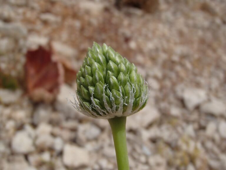 Allium affine Ledeb. photo 3