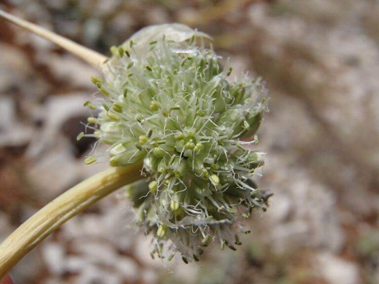 Allium affine Ledeb. photo 2