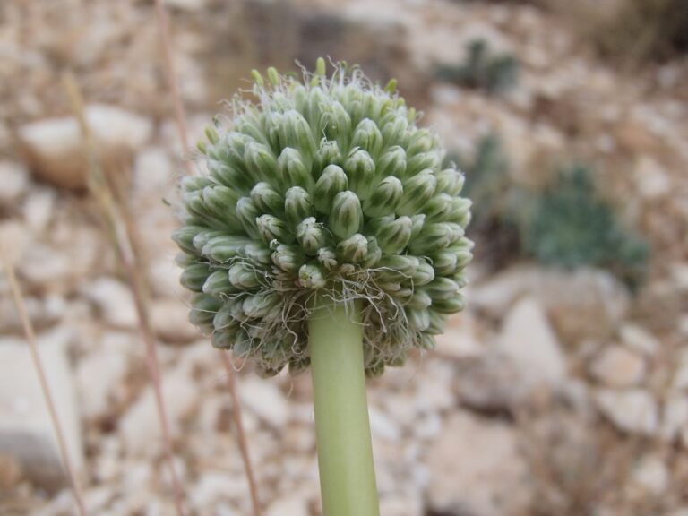 Allium affine Ledeb. photo 1