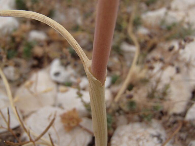 Allium affine Ledeb. photo 4