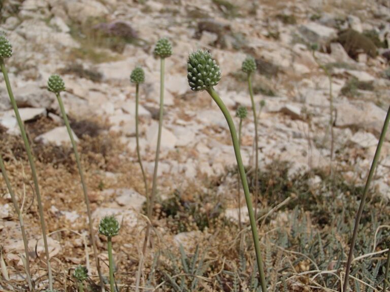 Allium affine Ledeb. photo 5