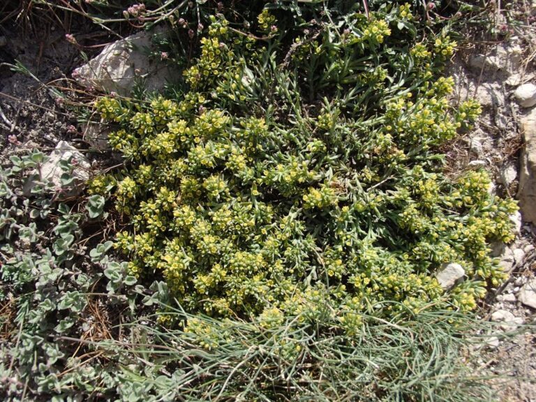 Thesium libanoticum Ehrenb. photo 5