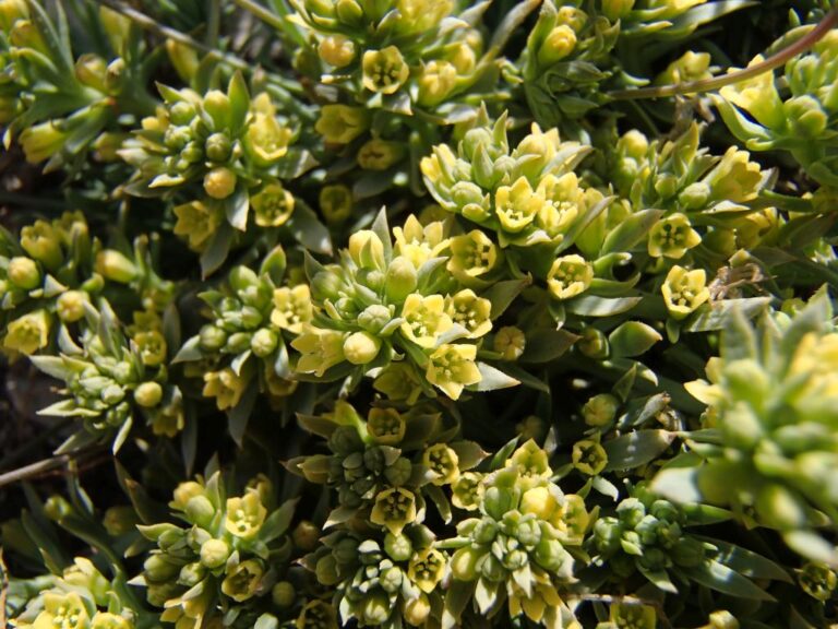 Thesium libanoticum Ehrenb. photo 4