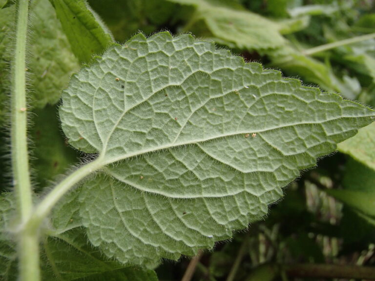 Stachys hydrophila Boiss. photo 7