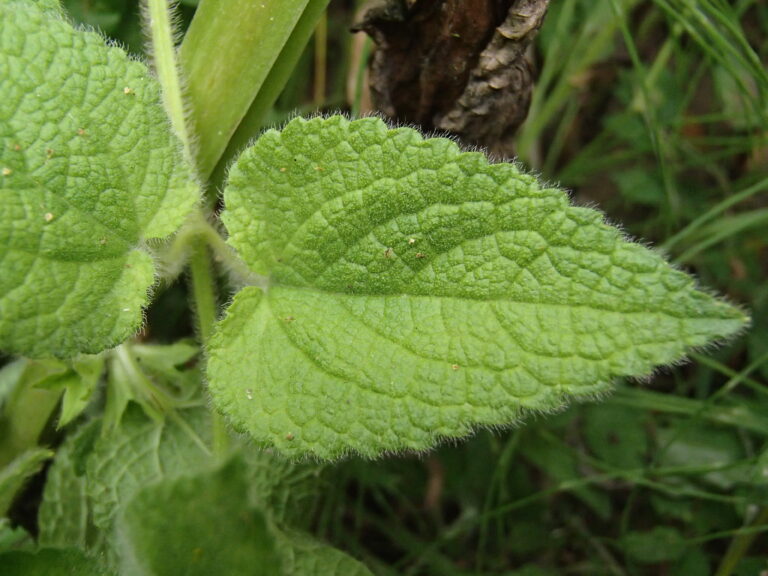 Stachys hydrophila Boiss. photo 6