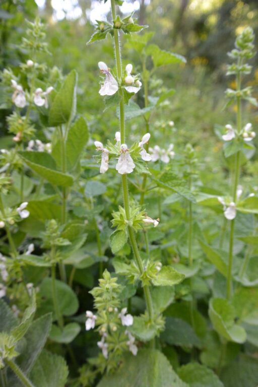 Stachys hydrophila Boiss. photo 2
