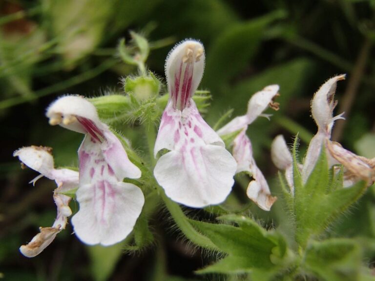 Stachys hydrophila Boiss. photo 3