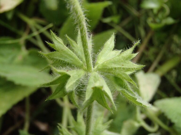 Stachys hydrophila Boiss. photo 1