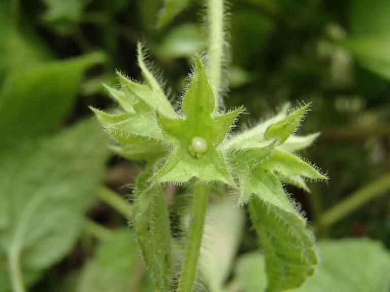 Stachys hydrophila Boiss. photo 5