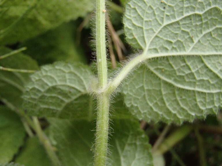 Stachys hydrophila Boiss. photo 8