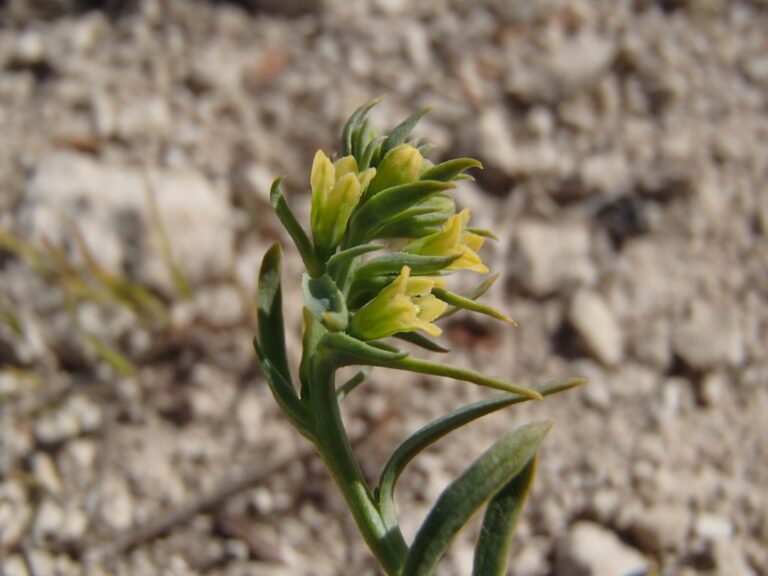 Thesium libanoticum Ehrenb. photo 3