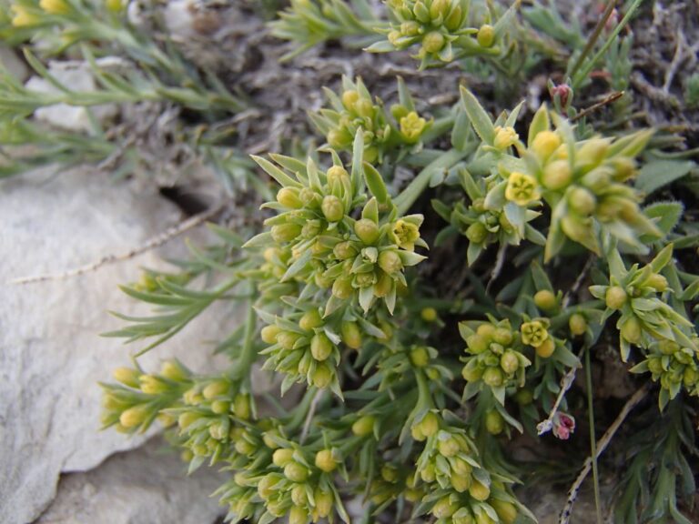Thesium libanoticum Ehrenb. photo 0