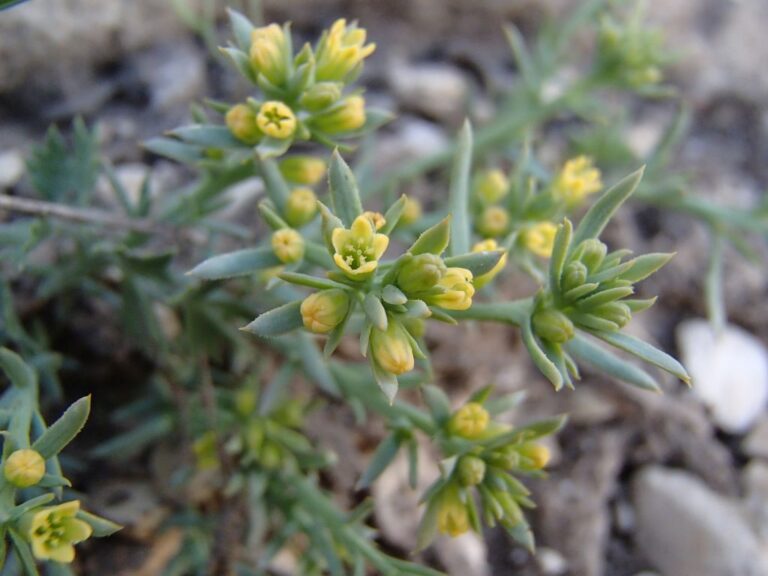 Thesium libanoticum Ehrenb. photo 2
