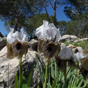 Decline of endemic Oncocyclus irises (Iridaceae) of Lebanon: survey and conservation needs