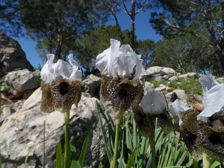 Decline of endemic Oncocyclus irises (Iridaceae) of Lebanon: survey and conservation needs photo 1