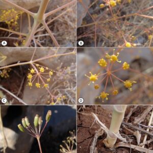 Newly recorded for the vascular flora of Lebanon: Ferula biverticellata J