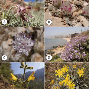 First comprehensive IUCN Red List assessment of 100 endemic species of the flora of Lebanon